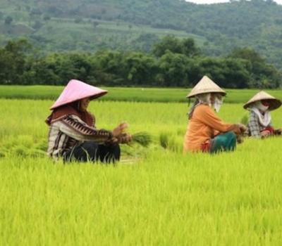 très belle randonnée dans les rizières d'ubud est enchanteur