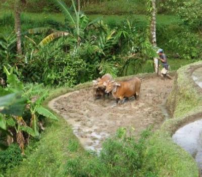 voyage à bali balader  à jatiluwih tabanan avec un guide francophone balinais- balilabelle
