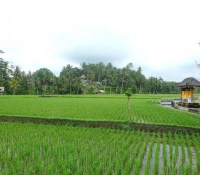 voyage à bali  faire La randonnée a jatiluwih est très magnifique entoure les mogntaneuses