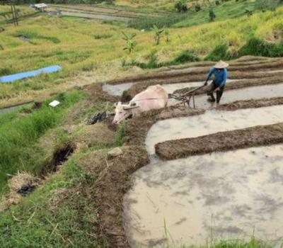 voyage à bali avec balilabelle jatiluwih randonnée ,tabanan bali