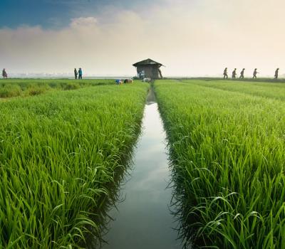 ubud -randonnée à bali ,balilabelle