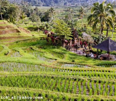 randonnée au village de jatiluwih tres magnifique entoure les mogntaneuses