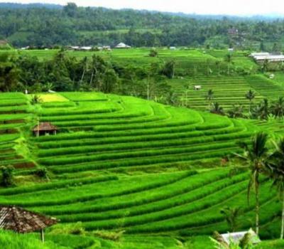 bali randonnée jatiluwih