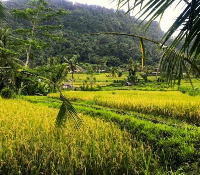 voyage à bali Trekking dans la région de Sidemen avec de belles collines et rizières