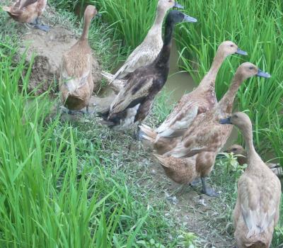 pejeng balade à pied,ubud bali