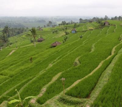 voyage à bali randonnée dans le village Blimbing a Tabanan avec un guide francophone balinais