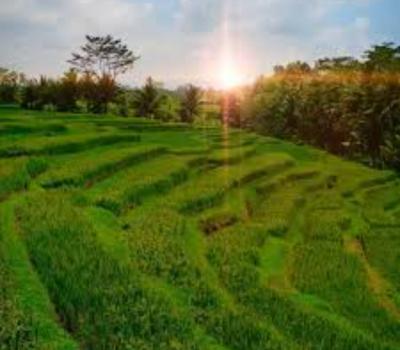 voyage à bali jatiluwih randonnée et balade à vélo à bali (vtt)-balilabelle