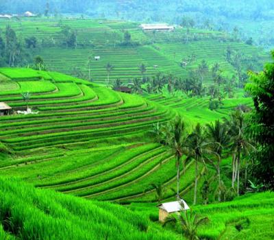 belle randonnée dans le village de jatiluwih et visite du village d'ubud-balilabelle
