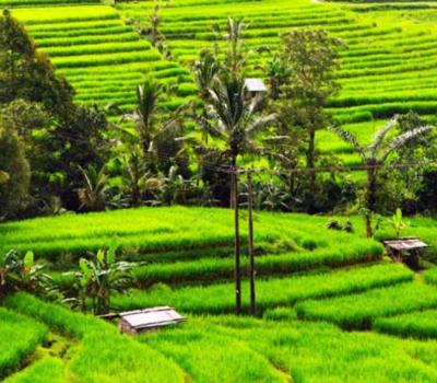 voyage à bali avec balilabelle trekking  à Jatiluwih Village avec panorama des rizierres en terrasse