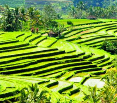 balil randonnée la beauté du village de jatiluwih avec vue sur les rizières