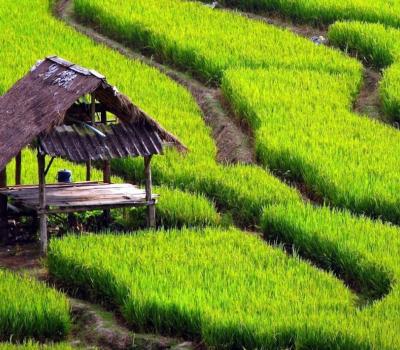 voyage à bali, 3 top activitées des randonnées avec un guide francophone balinais -balilabelle