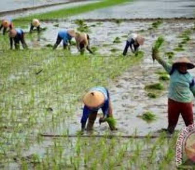 randonnée à bali jatiluwih et visiter le temple de batukaru,balilabelle