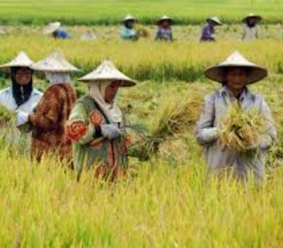balade dans le village de kastala avec balilabelle les rizierres en terrasses