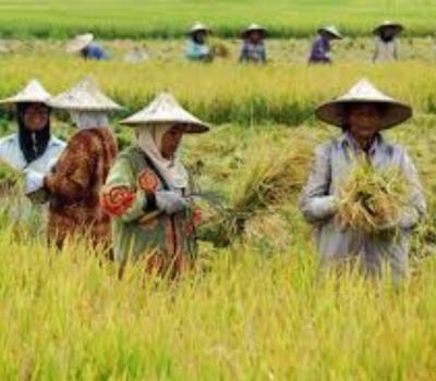 randonnée au village de jatiluwih tres magnifique entoure les mogntaneuses
