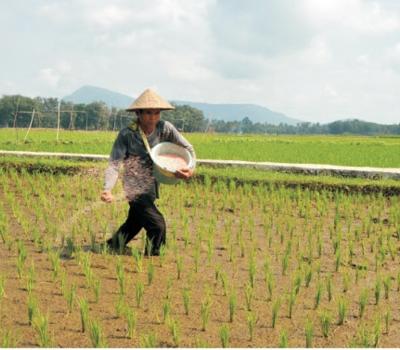 bali jatiluwih Randonnée