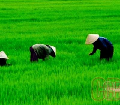 balade à pied  dans la régence de Tabanan,jatiluwih bali