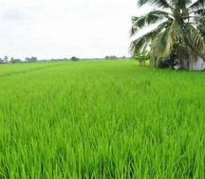 randonnée  à jatiluwih tabanan, bali la plus vaste des rizières en terrasses