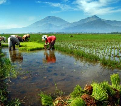 balade  à pied a pejeng village et la source sacré de tampaksiring