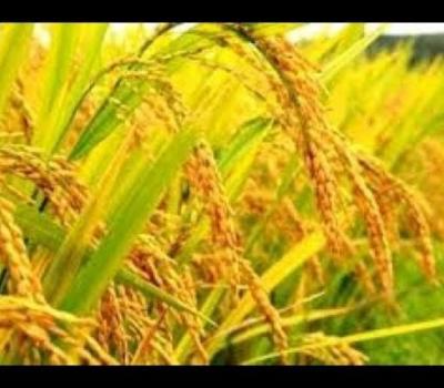 faire la balade à pied avec  la beauté du village de jatiluwih  et vue sur les rizières