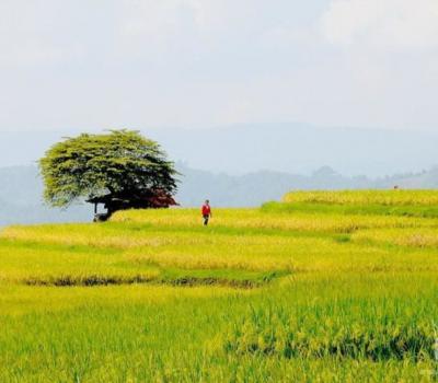 Randonnée Munduk – Cours de cuisine et offrandes-bali