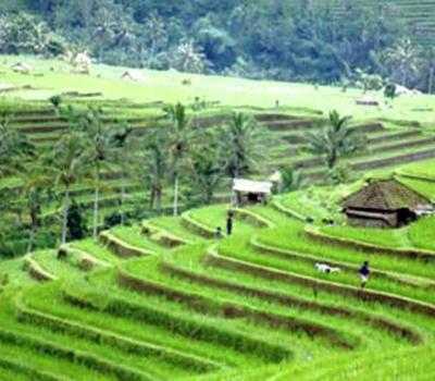 Munduk - Randonnées et jatiluwih ,bali- balilabelle