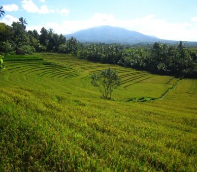 randonnée dans les rizières en terrasses avec un fond de montagnes jatiluwih