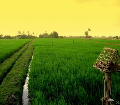 voyage à bali La randonnée dans le village Kastala  avec les rizières et Prasi White Sand