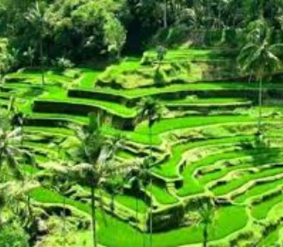 randonnée à bali en circuits avec un guide balinais expérimenté qui parle français