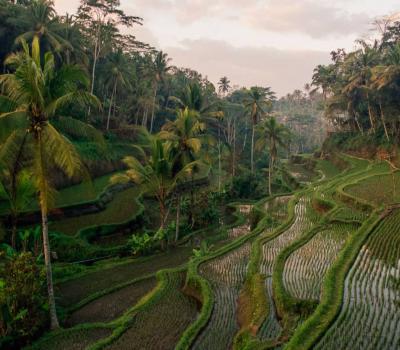 voyage à bali promenades entre rivières et rizières dans les environs d'ubud