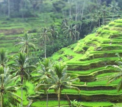 voyage à bali avec balilabelle trekking dans l'agréable région d'Ubud