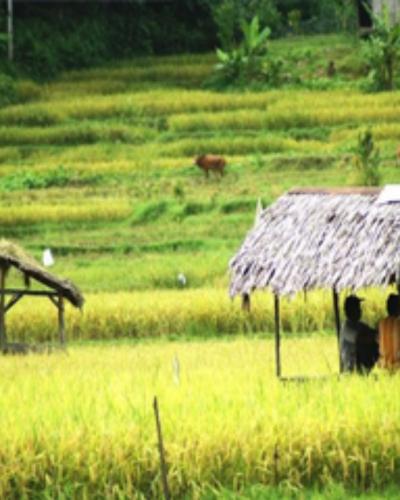 Randonnées dans les rizièrres de bali