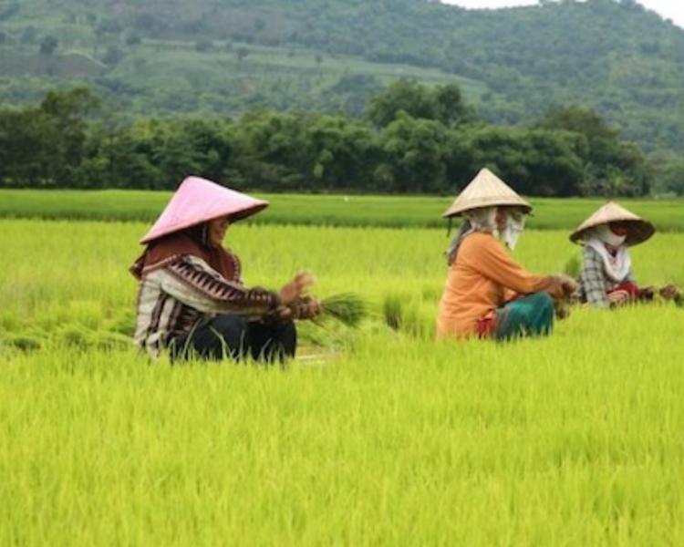 La randonnée  a bali dans le très beau village de belimbing  les rizières en terrasses-balilabelle