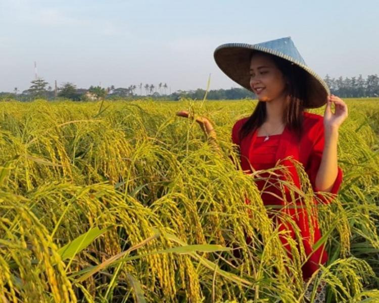 faire la balade dans la region tabanan à Bali 
