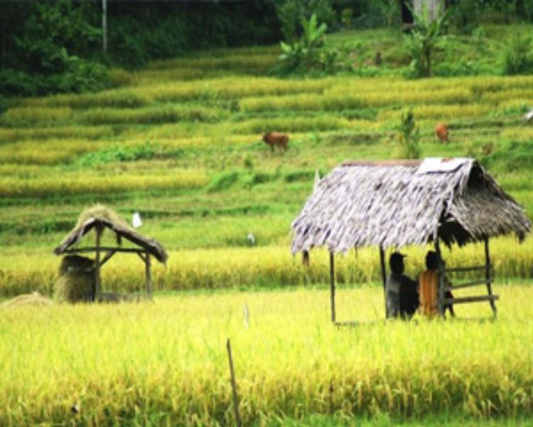 voyage à bali avec activité de la randonnée  a sidemen  au pied du mont agung -balilabelle