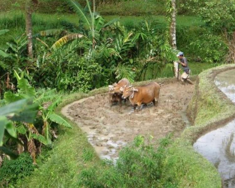 voyage à Bali avec Balilabelle,  kastala randonnee,karangasem avec un guide francophone balinais