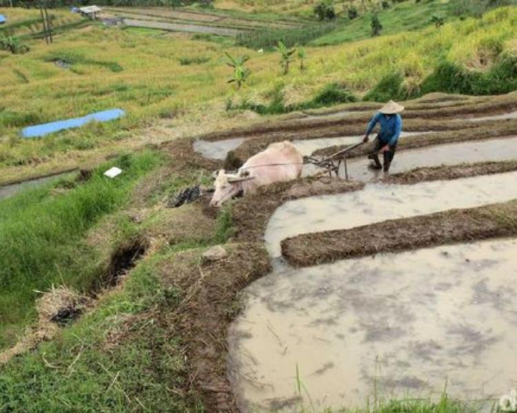 voyage à bali avec balilabelle jatiluwih randonnée ,tabanan bali