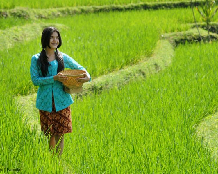 faire la promenade au village de jatiluwih magnifique et balade à vélo à bali (vtt),balilabelle