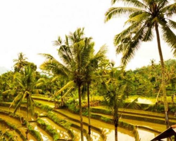 voyage à bali avec activité de la randonnée a sidemen -balilabelle