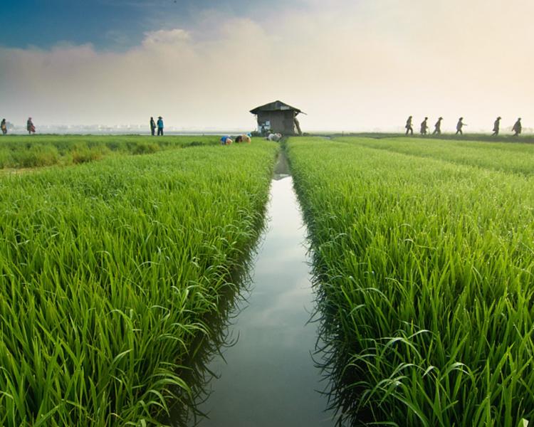 randonnée au village de pejeng, ubud
