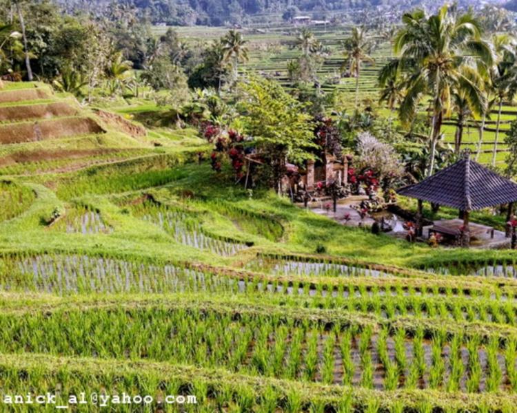 randonnée au village de jatiluwih tres magnifique entoure les mogntaneuses
