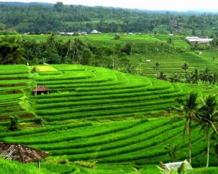 randonnée ou balader au village de jatiluwih