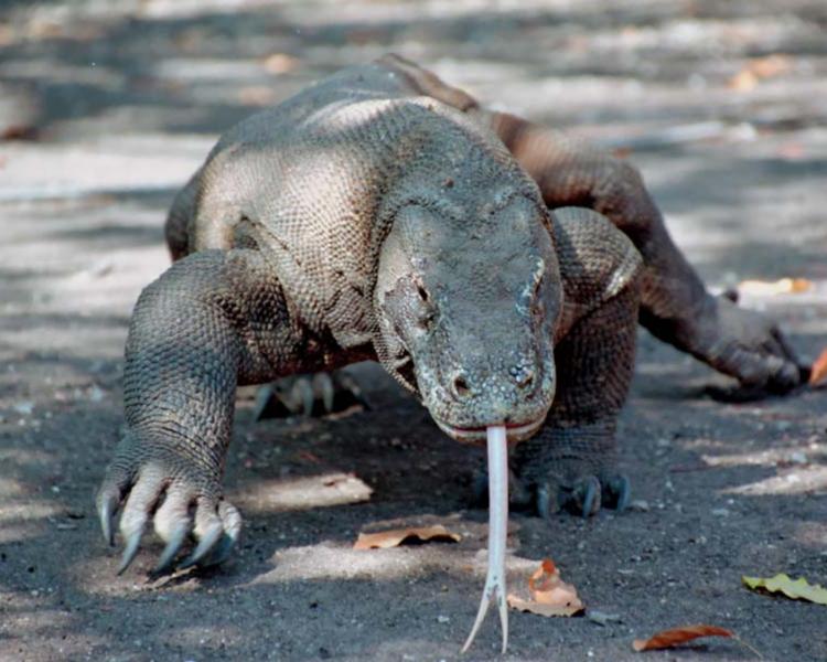 randonnée à  komodo ( l'ile de dragon)-balilabelle