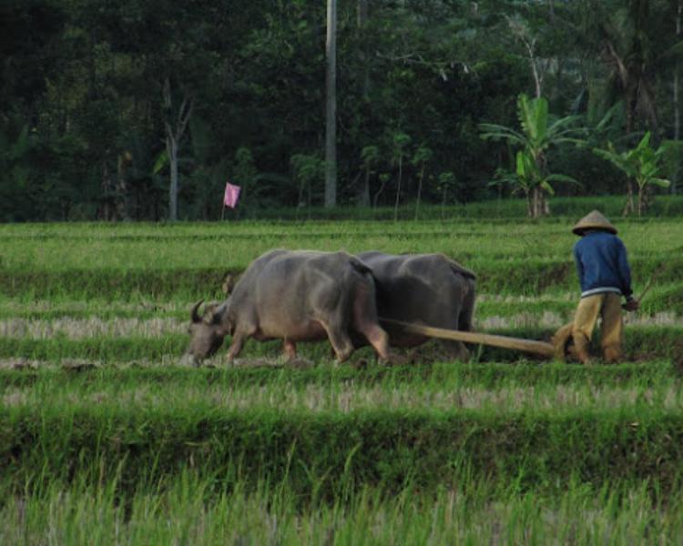 randonnée  à kastala,  tenganan ( village indigene),masque et tuba 2021