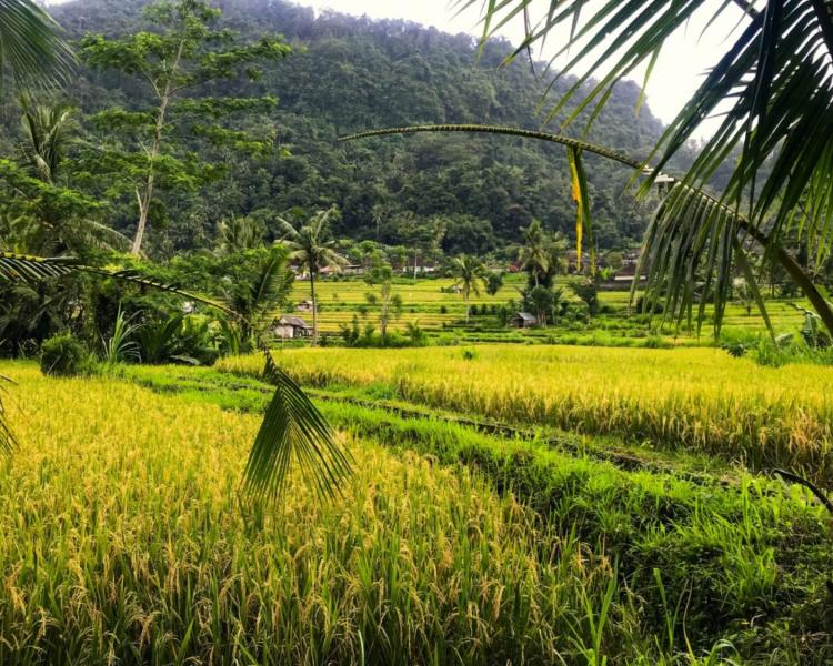voyage à bali Trekking dans la région de sidemen est célèbre pour sa beauté naturelle