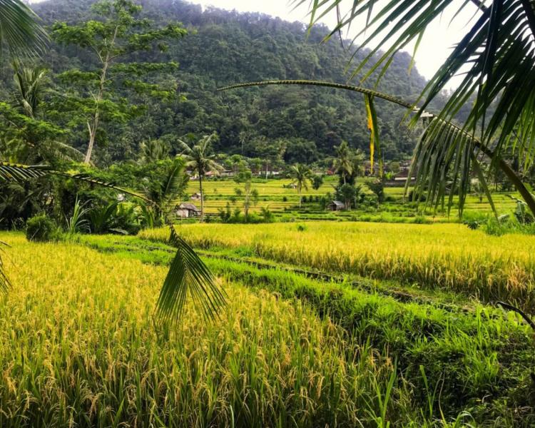 voyage à bali Trekking dans la région de sidemen est célèbre pour sa beauté naturelle