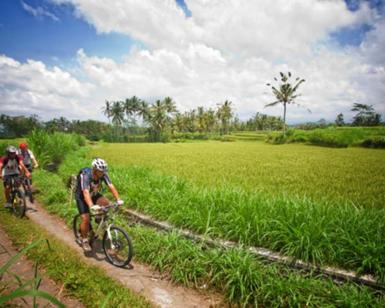 jatiluwih balade à pied,bali