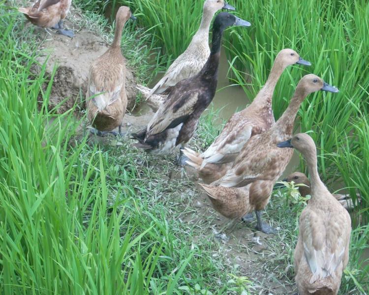 Trekking dans la région de Kastala, Karangasem-Bali- tenganan et prasi beach( la plage de vierge)