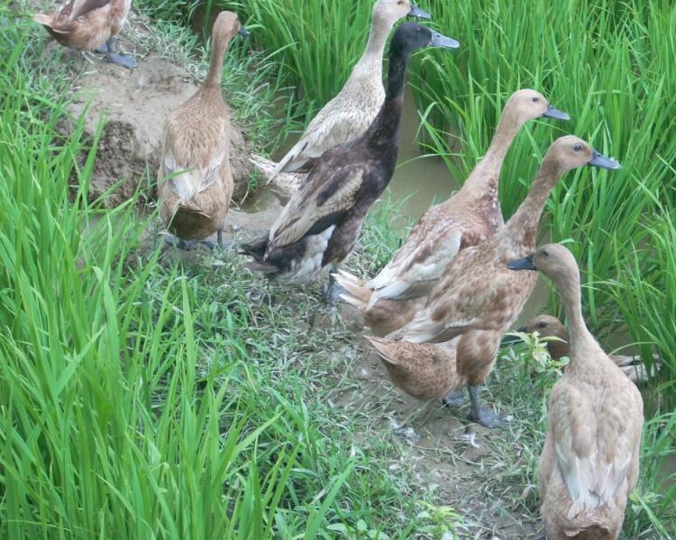 randonnée au village de pejeng avec la purification a l'eau sacre