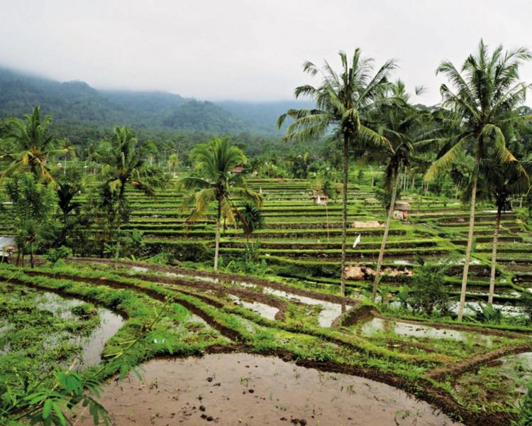 tres belle balade dans  le  village sidemen avec vue panoramique sur les rizières et les montagnes