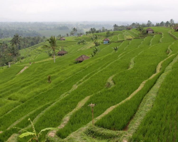 voyage à bali Trekking dans le village de Kastala 2020-balilabelle
